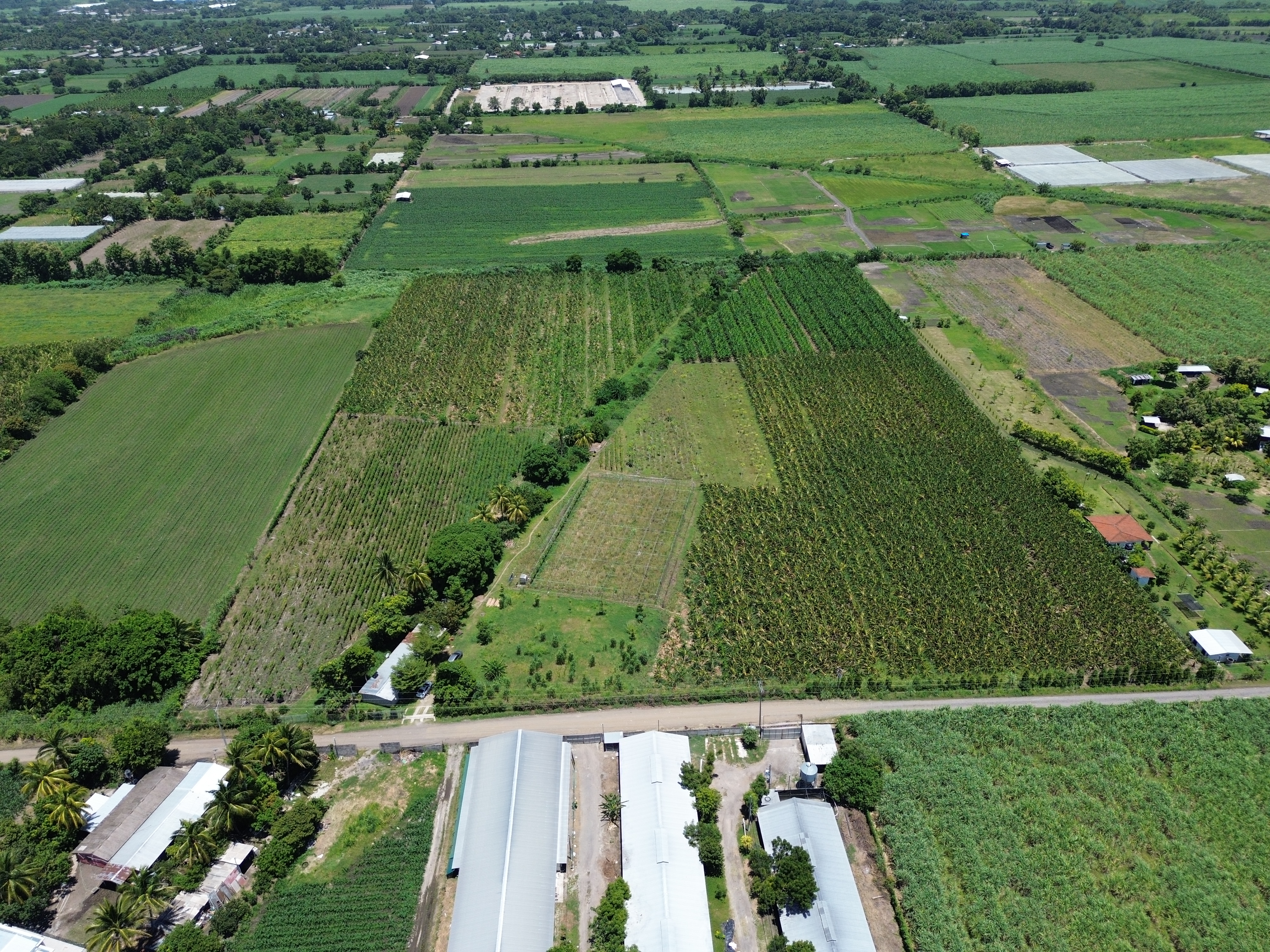 Terreno agrícola con producción en venta, zona Zapotitan