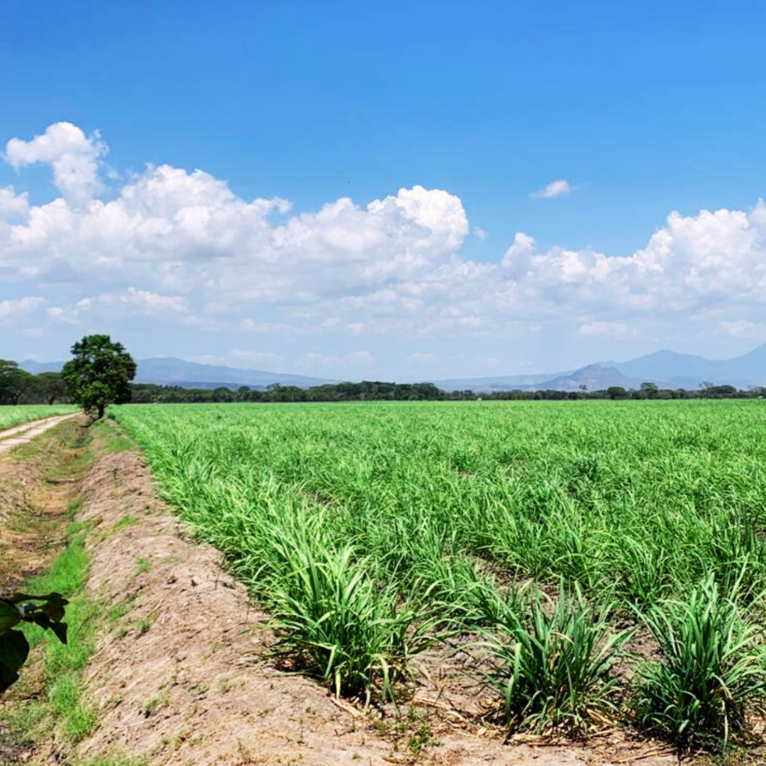 109 manzanas en producción en venta en La Paz